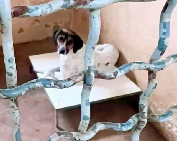 TWIST vagava in cerca di cibo  accalappiato | Foto 4