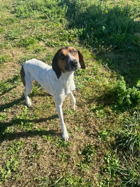 TWIST vagava in cerca di cibo  accalappiato | Foto 3