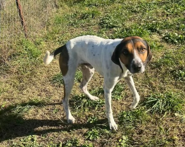 TWIST vagava in cerca di cibo  accalappiato | Foto 2