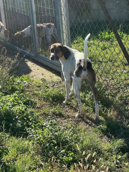 TWIST vagava in cerca di cibo  accalappiato | Foto 1