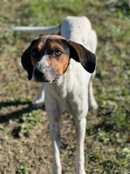 TWIST vagava in cerca di cibo  accalappiato | Foto 0