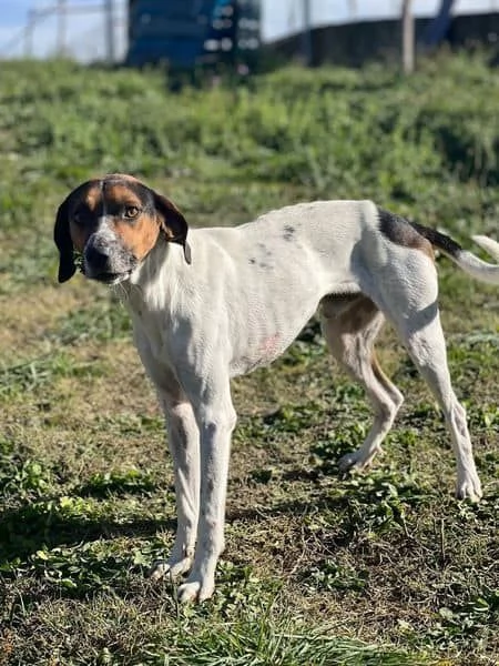 TWIST vagava in cerca di cibo  accalappiato