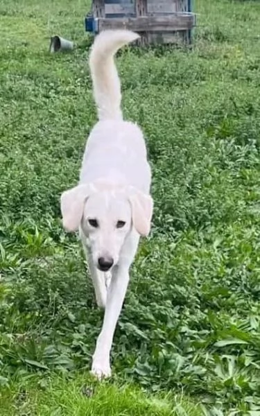 LERRY determinato tg mediogrande | Foto 1