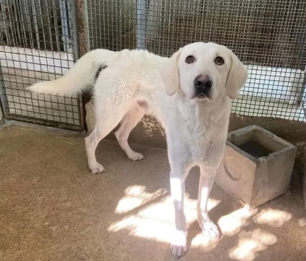 LERRY determinato tg mediogrande | Foto 0