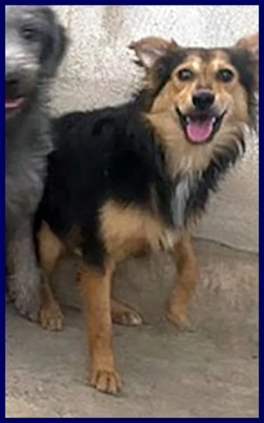 DANUBIO sui 4 anni lupacchiotto timidone