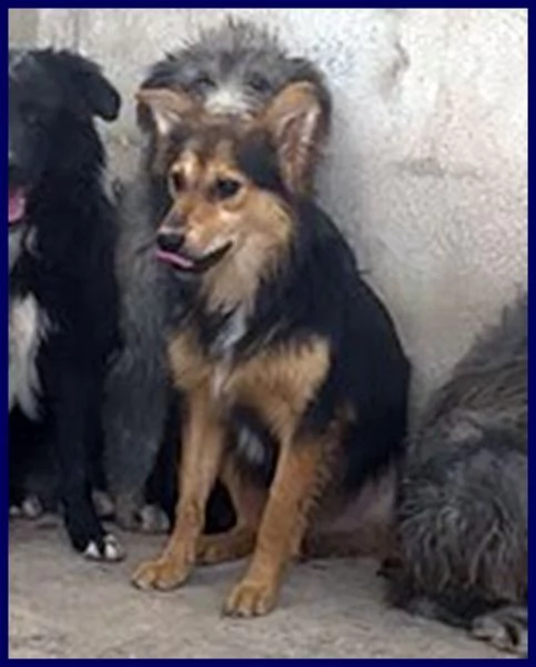 DANUBIO sui 4 anni lupacchiotto timidone | Foto 1