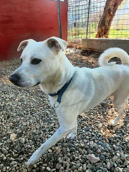 CALI giovane rimasto solo 15kg