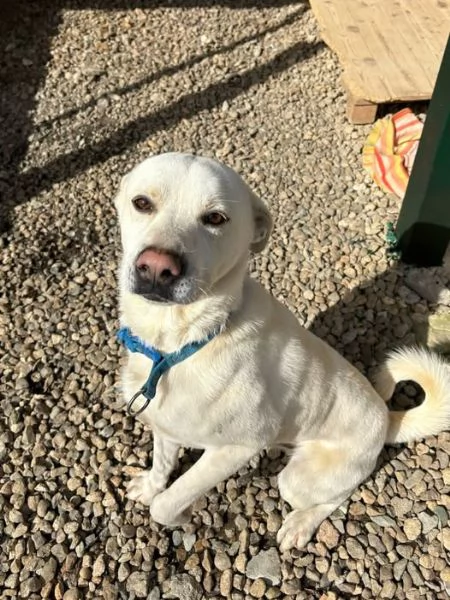 CALI giovane rimasto solo 15kg | Foto 0