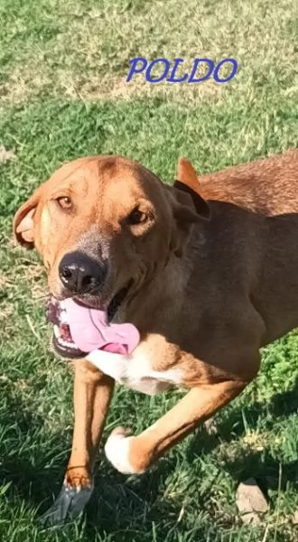 POLDO affettuoso timido con gli estranei | Foto 3