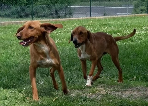 POLDO affettuoso timido con gli estranei | Foto 2