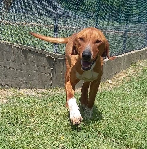 POLDO affettuoso timido con gli estranei | Foto 0
