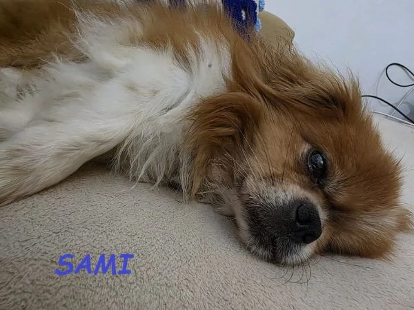 SAMI 9anni adozione del cuore