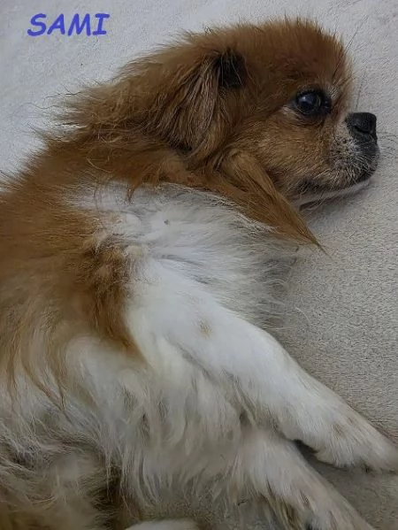 SAMI 9anni adozione del cuore | Foto 0