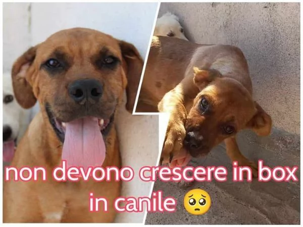 LISA sui 3anni timidina ma buona | Foto 0