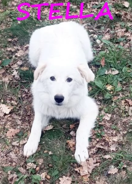 NINA e STELLA giovani e dolcissime | Foto 2