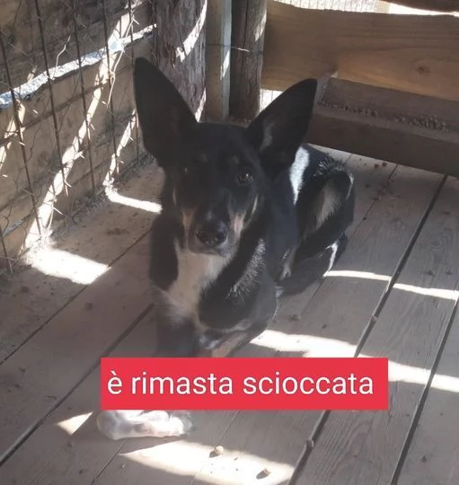 TRUDY sui 4 anni brava con tutti tg contenuta
