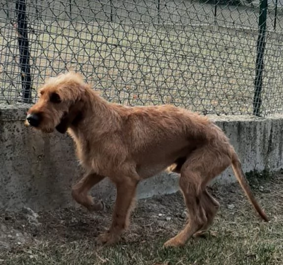 DICK 6anni senza piugrave casa | Foto 4