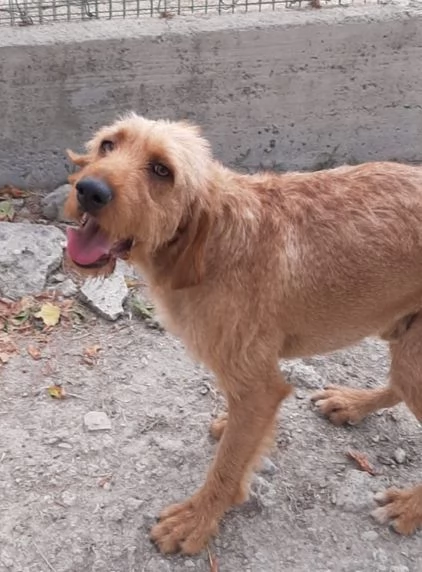 DICK 6anni senza piugrave casa | Foto 3