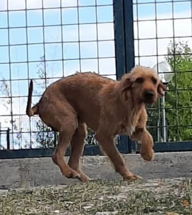 DICK 6anni senza piugrave casa | Foto 0