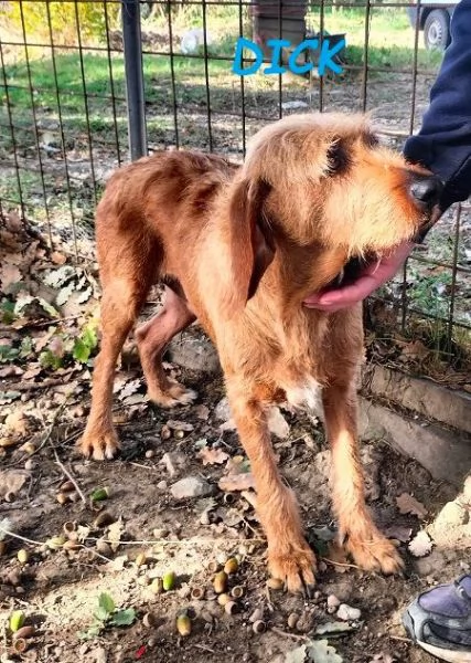 DICK 6anni senza piugrave casa