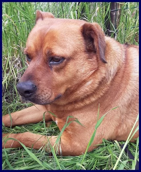 JOSEF patatone dolcissimo  25kg