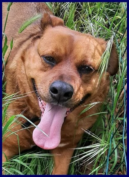 JOSEF patatone dolcissimo  25kg | Foto 3