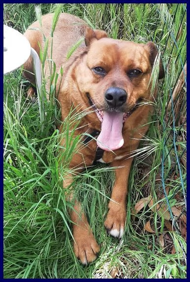 JOSEF patatone dolcissimo  25kg | Foto 0