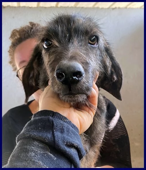 TORONTO sui 3 anni adorabile tigratino | Foto 1