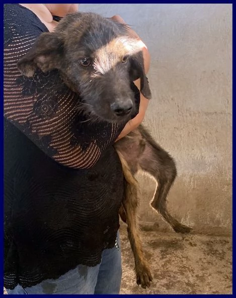 TORONTO sui 3 anni adorabile tigratino | Foto 0