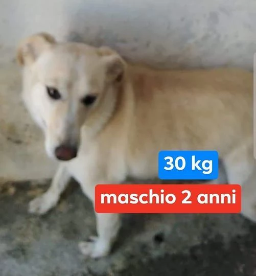 KIM giovane maschio in megacanile 30kg | Foto 0