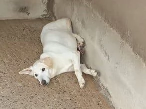 KIM giovane maschio in megacanile 30kg