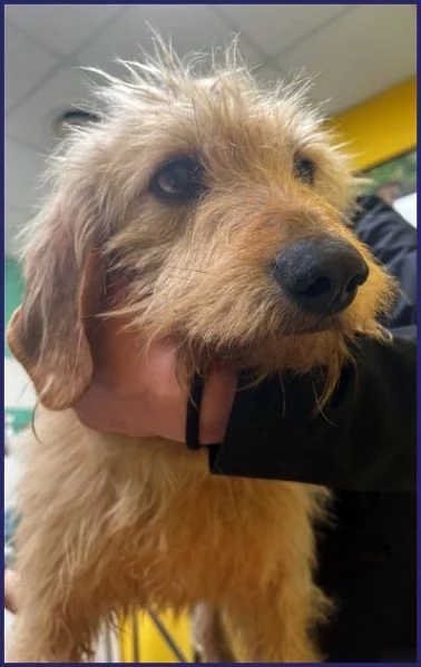 GIACOMO 4 anni egrave pronto per una famiglia | Foto 3