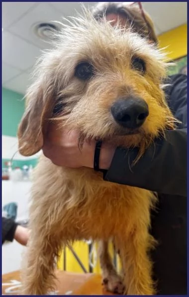 GIACOMO 4 anni egrave pronto per una famiglia | Foto 2