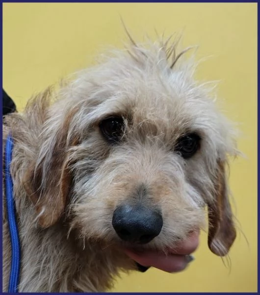 GIACOMO 4 anni egrave pronto per una famiglia