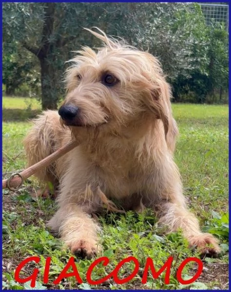 GIACOMO 4 anni egrave pronto per una famiglia | Foto 1