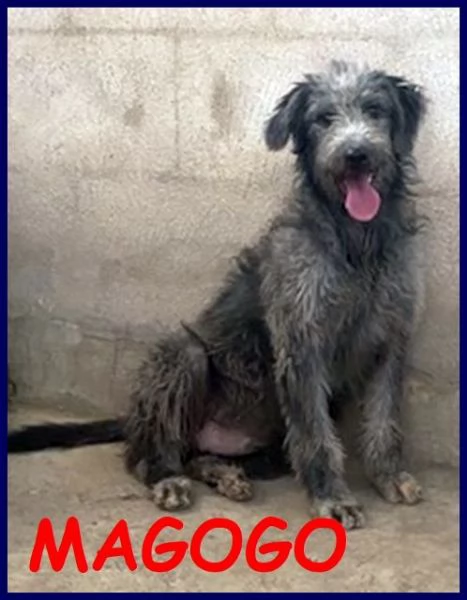 MAGOGO 4 anni un bel timidino