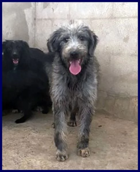 MAGOGO 4 anni un bel timidino | Foto 2