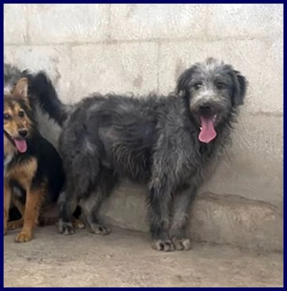 MAGOGO 4 anni un bel timidino | Foto 0