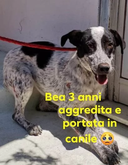 BEA brava  aggredita e finita in canile