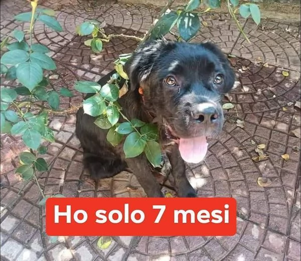 OLIVER giovane buttato per strada  dolcissimo