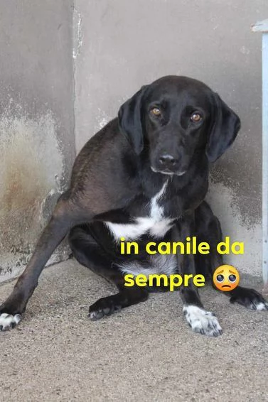 LUANA nonnina in canile da sempre