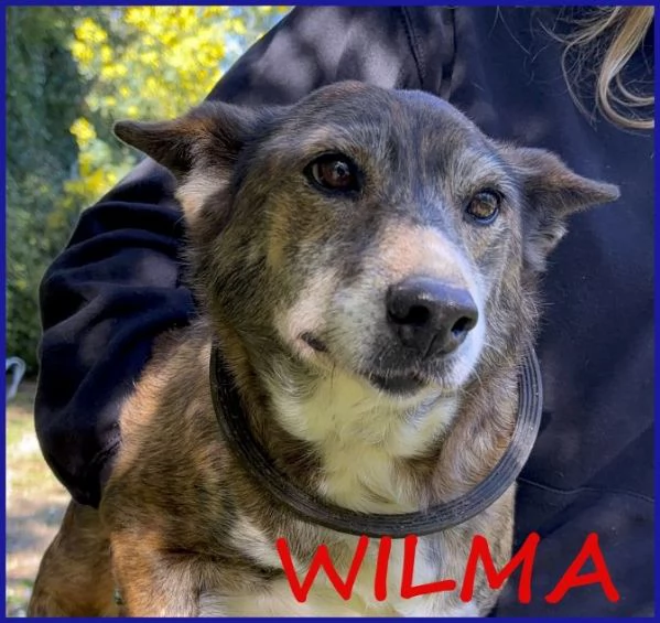 WILMA dolce nonnina tigrata | Foto 4