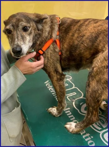 WILMA dolce nonnina tigrata | Foto 3