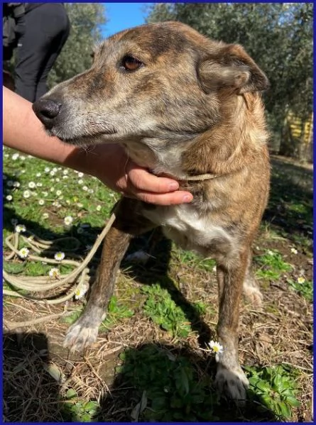 WILMA dolce nonnina tigrata | Foto 2