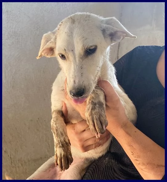 SYDNEY cagnolina dolcissima | Foto 1