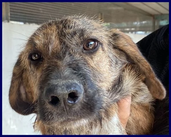 BRISTOL in cerca di casa e amore | Foto 3