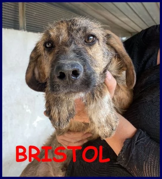 BRISTOL in cerca di casa e amore