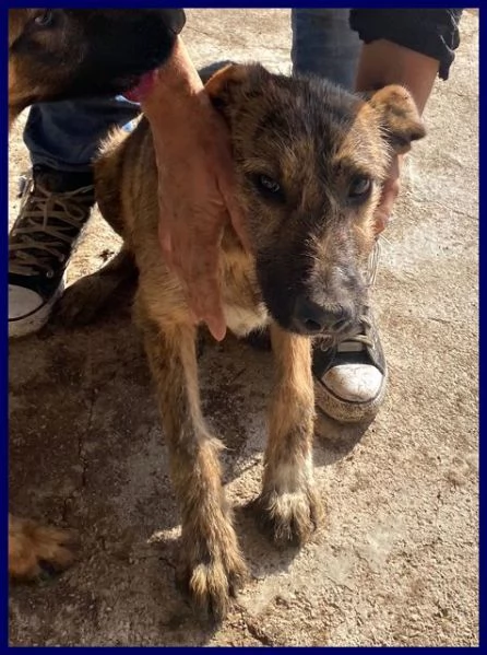 BRISTOL in cerca di casa e amore | Foto 2