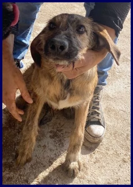 BRISTOL in cerca di casa e amore | Foto 1