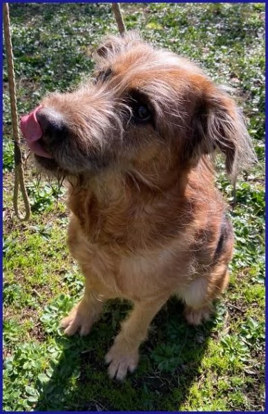 FRED Flintstone ciuffo che conquista | Foto 5